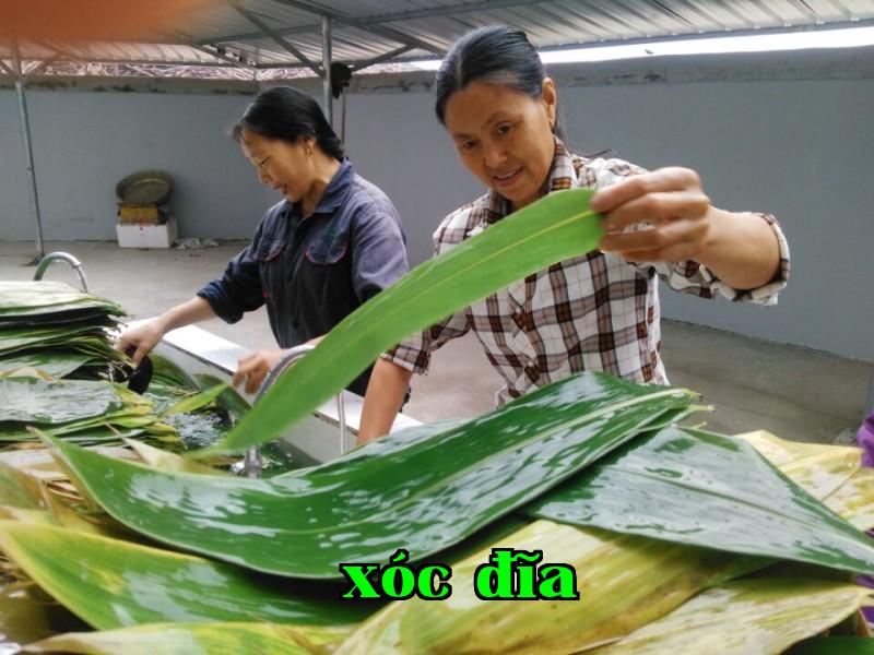 Nguồn Oasis Hương Lá Treo Quà Nhiều